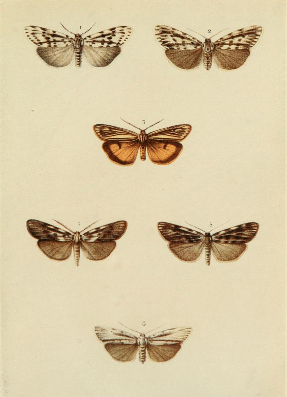Plate 90