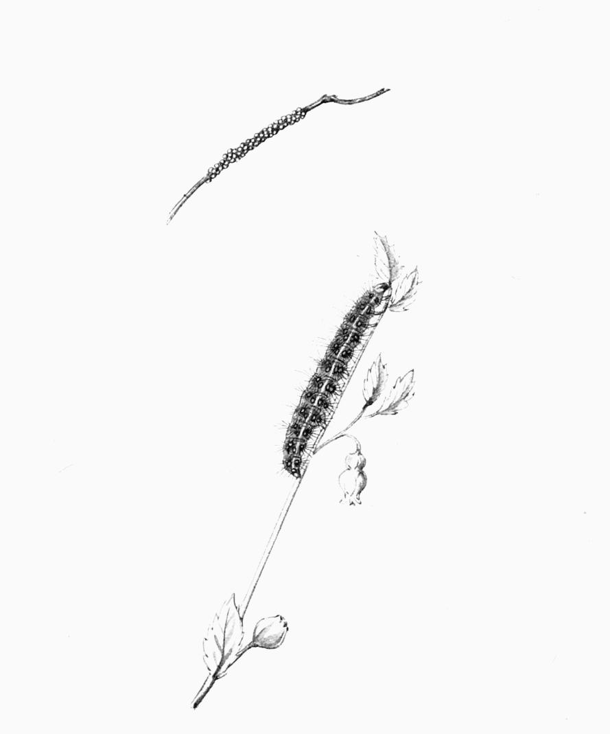 Plate 91