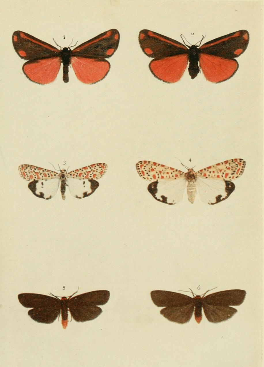 Plate 92