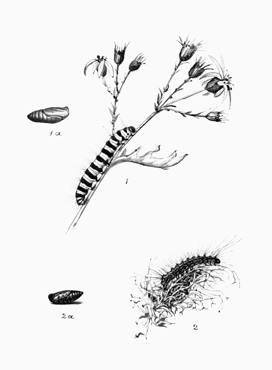 Plate 93