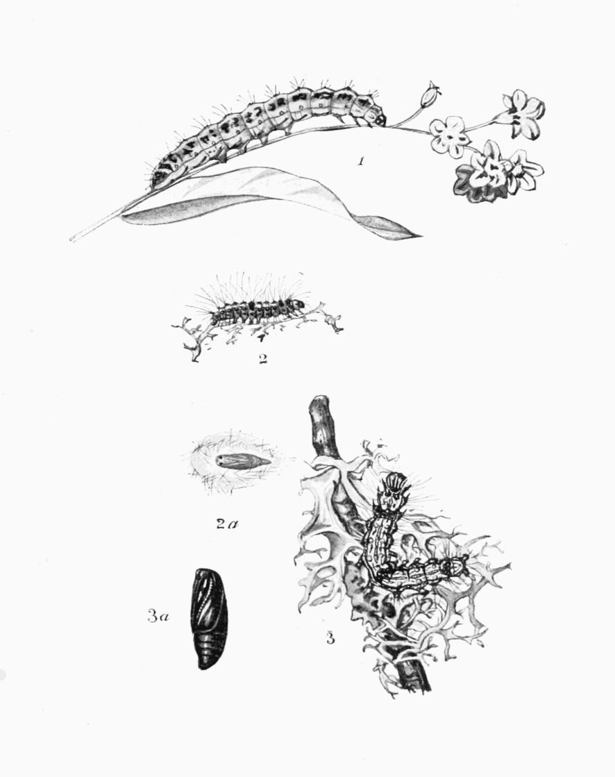 Plate 94