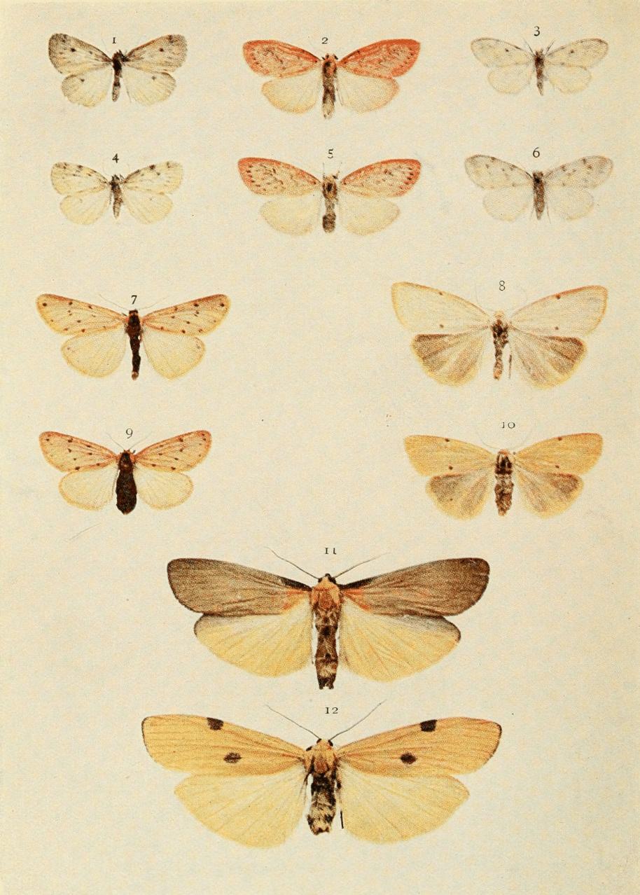 Plate 95