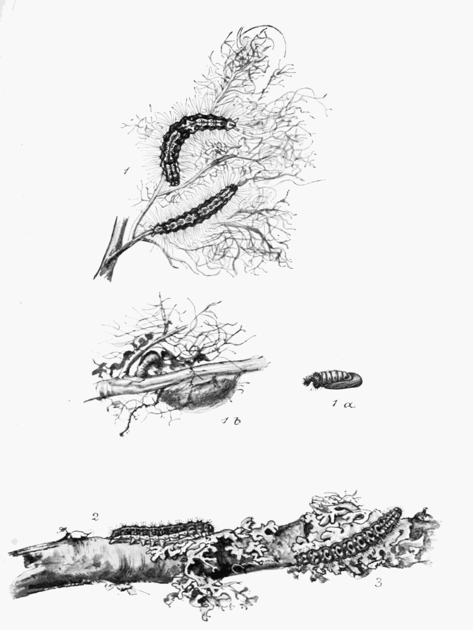 Plate 96