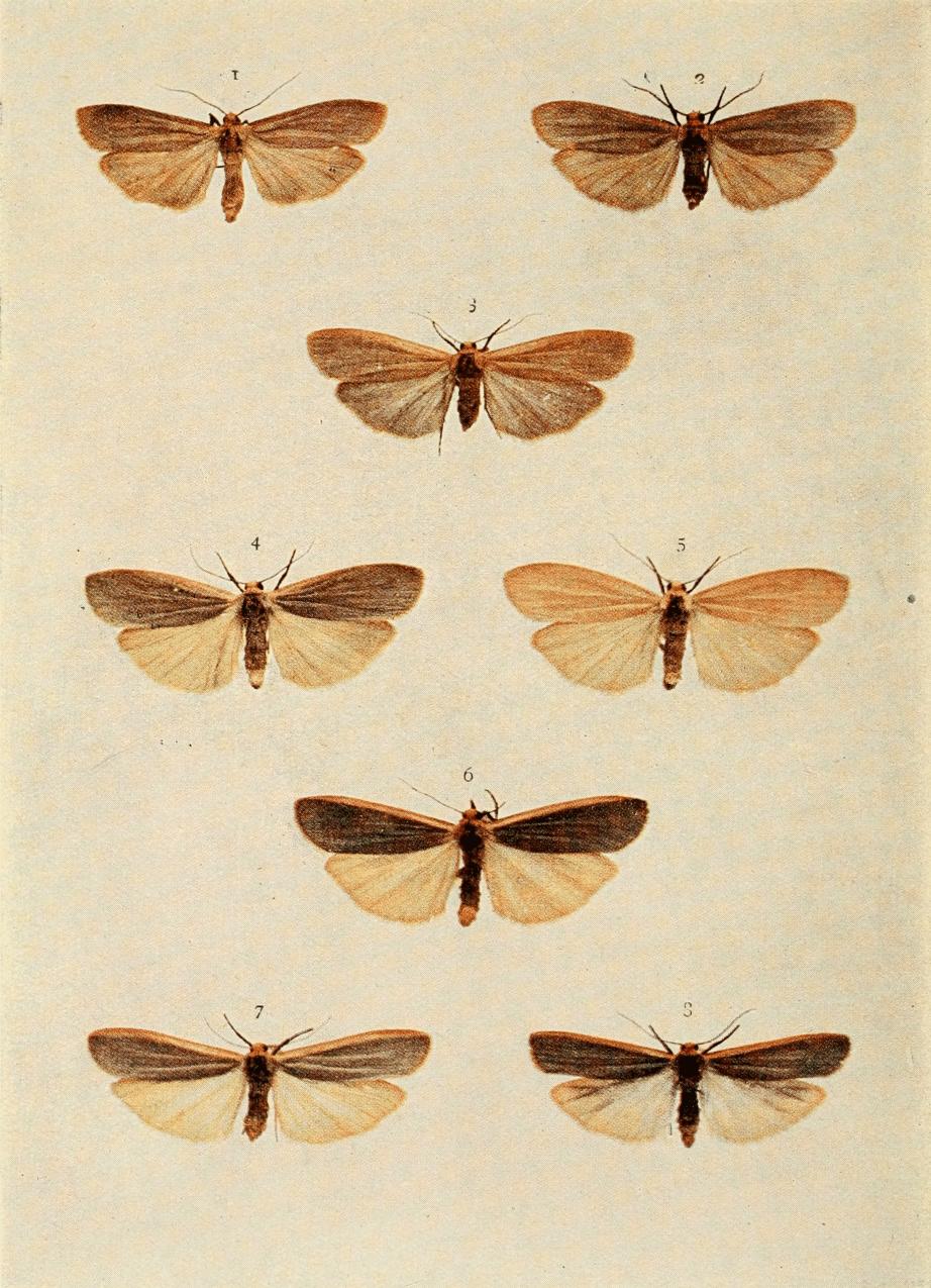 Plate 97