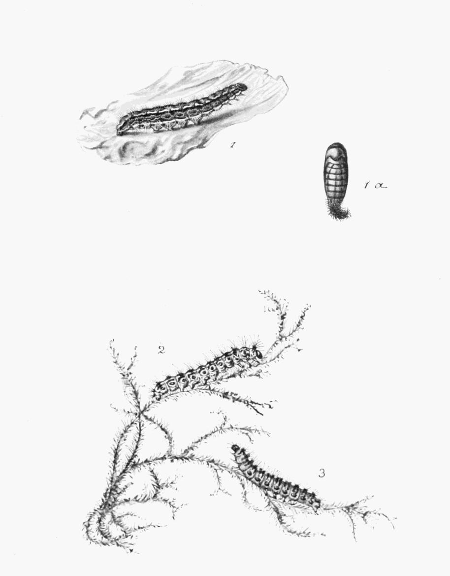 Plate 98