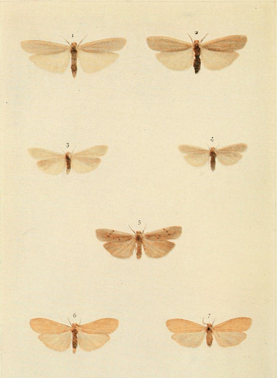 Plate 99