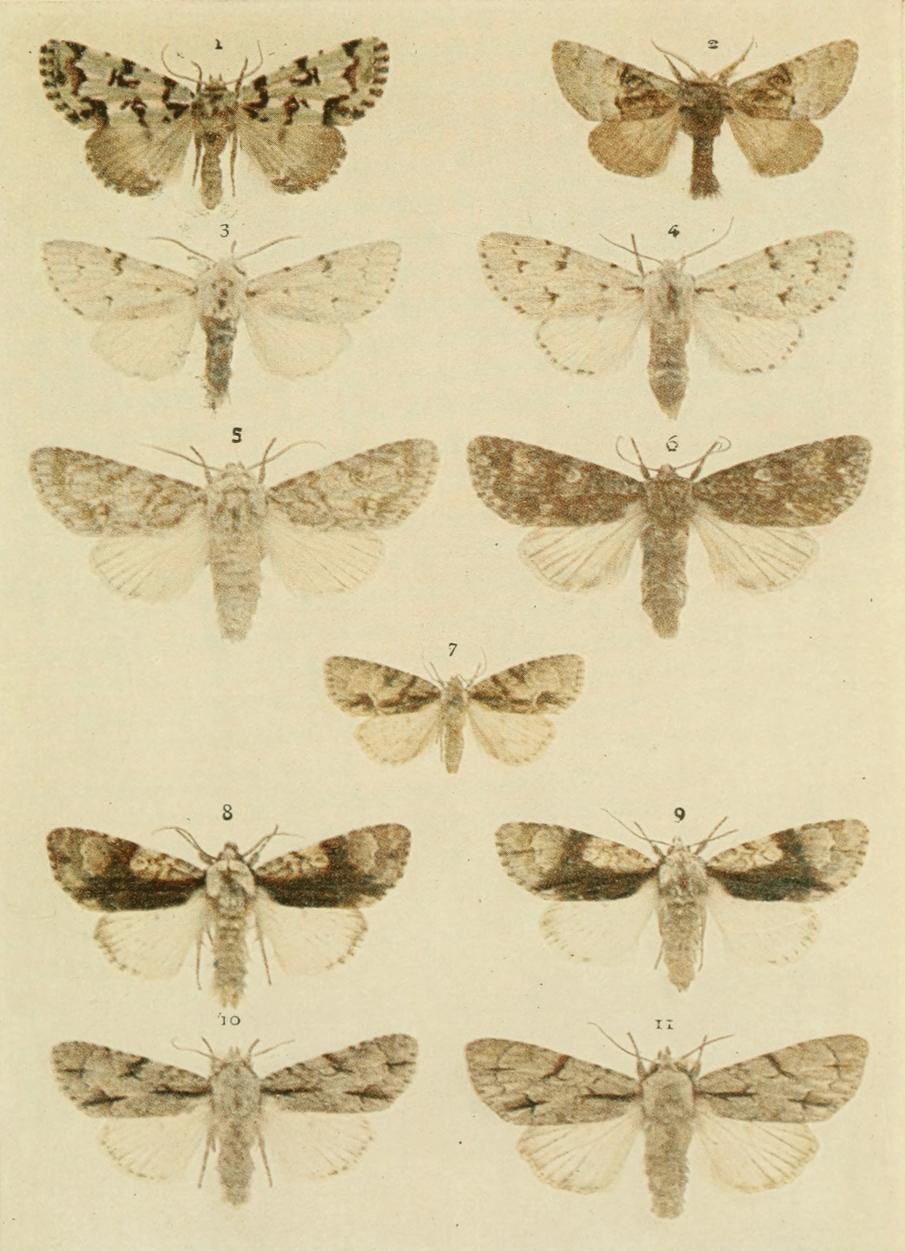 Plate 100