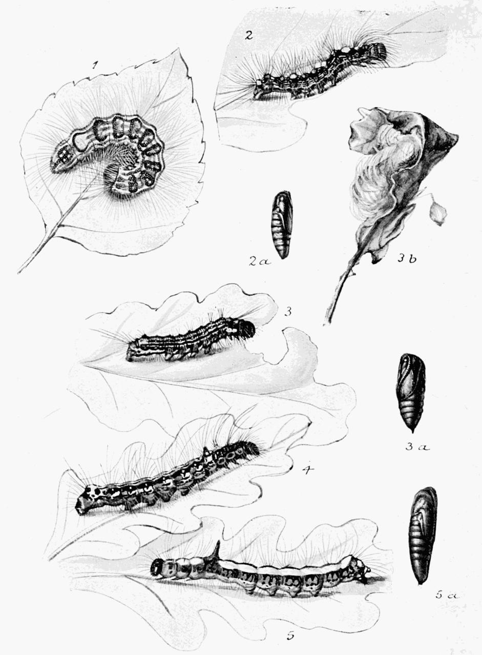 Plate 101