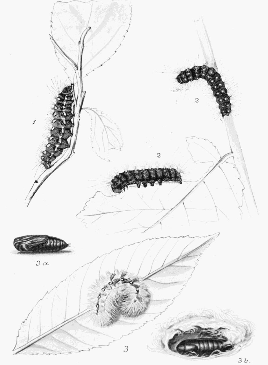 Plate 102