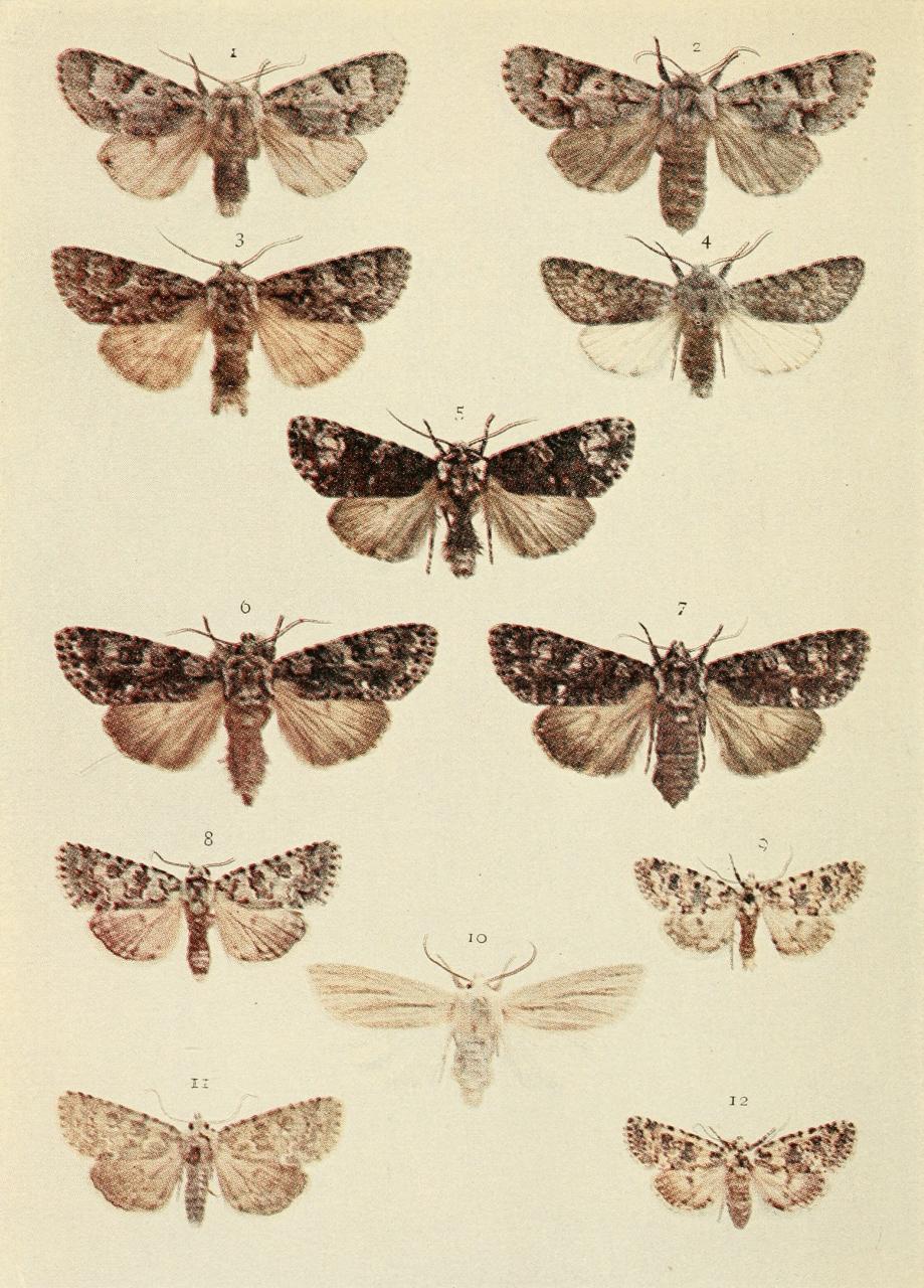 Plate 103