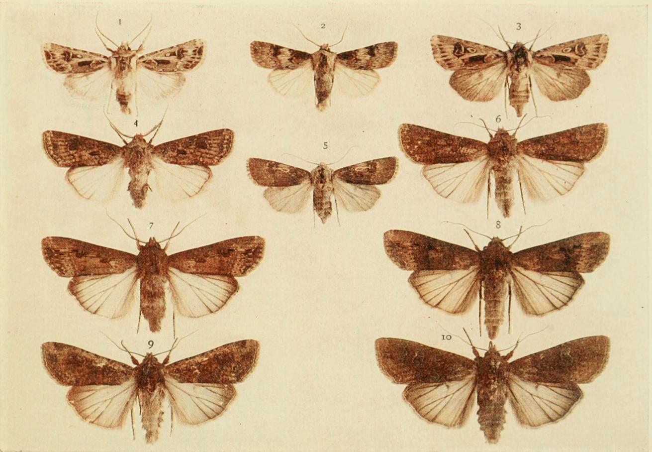 Plate 104