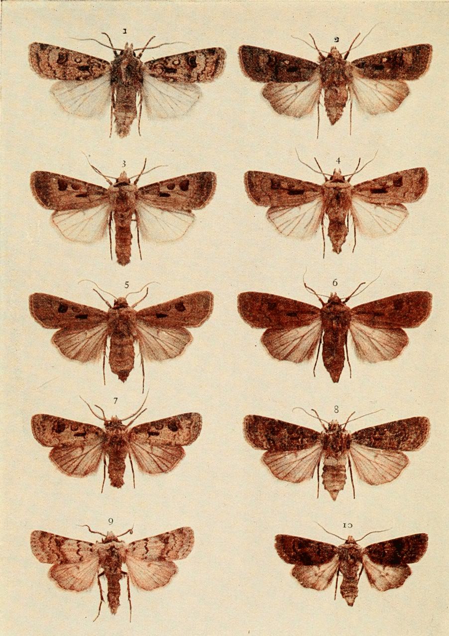 Plate 105