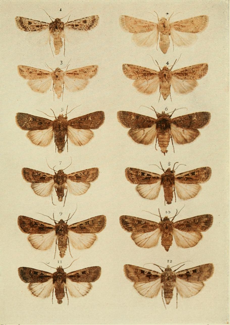 Plate 106