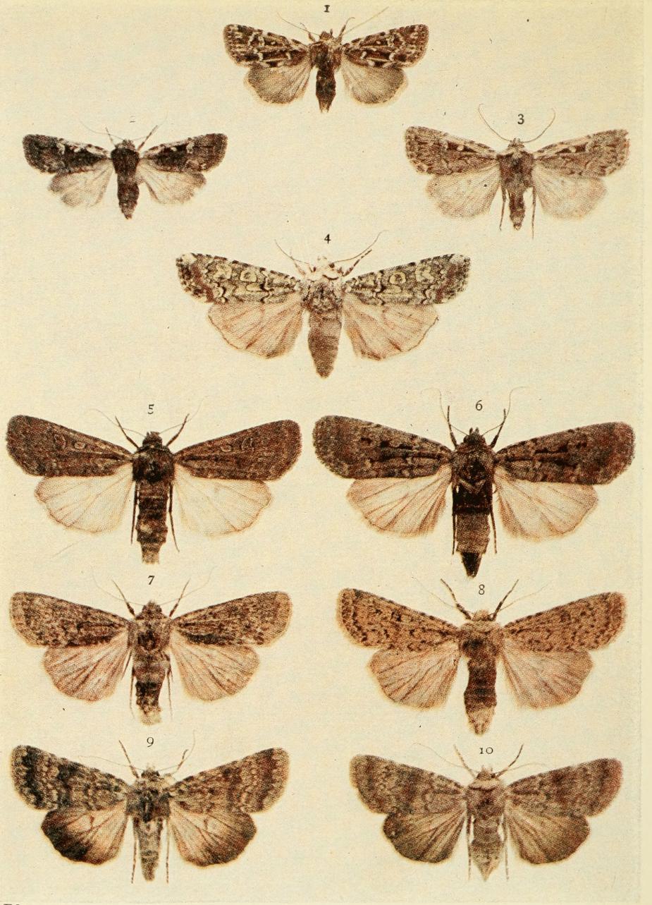 Plate 107