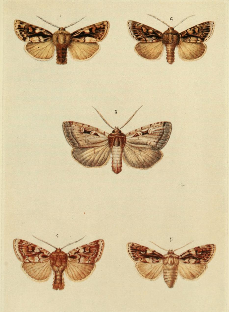 Plate 108