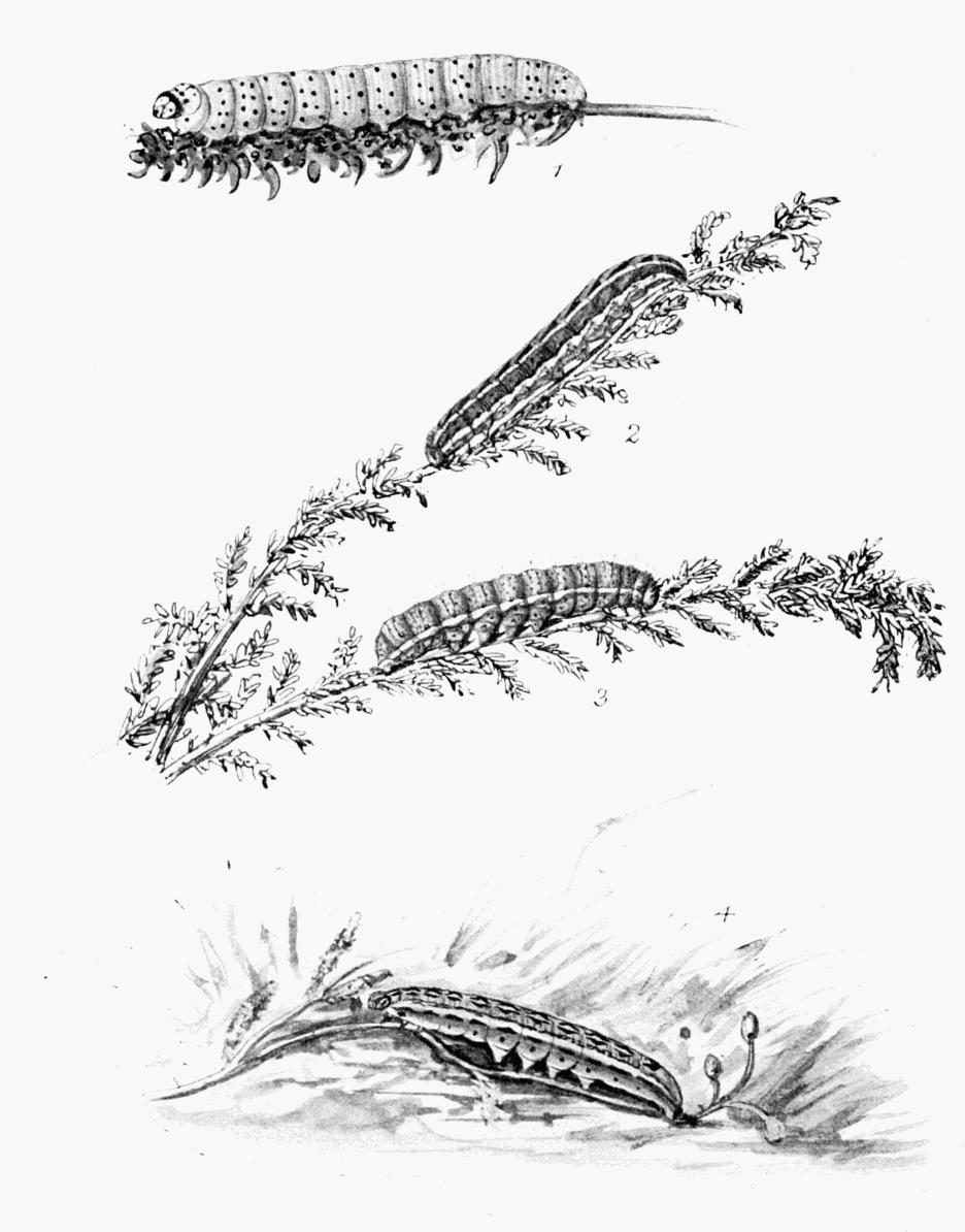 Plate 109