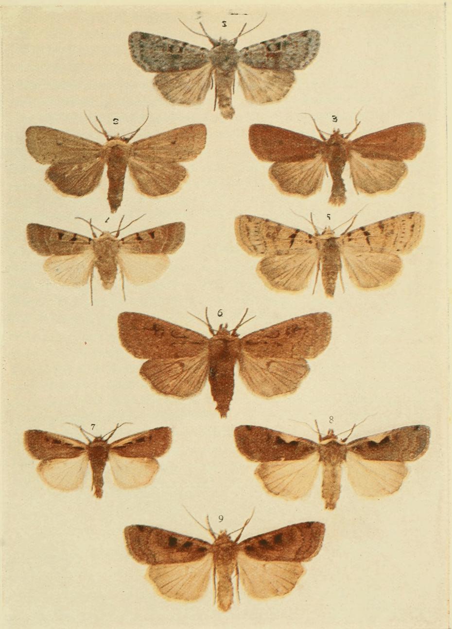 Plate 110