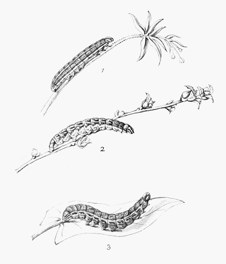Plate 111