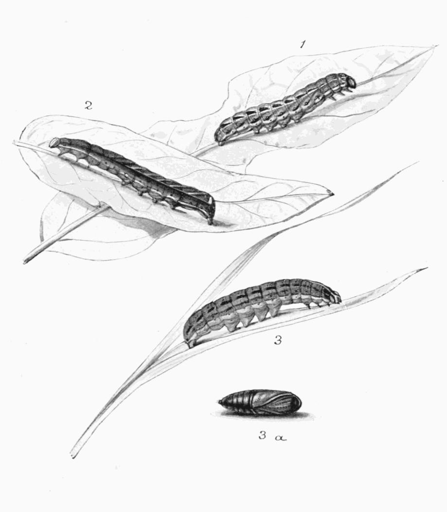 Plate 112