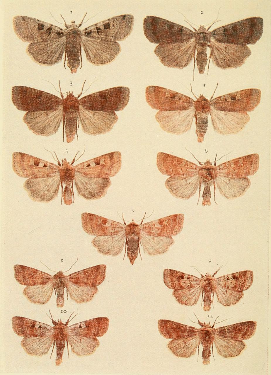 Plate 113