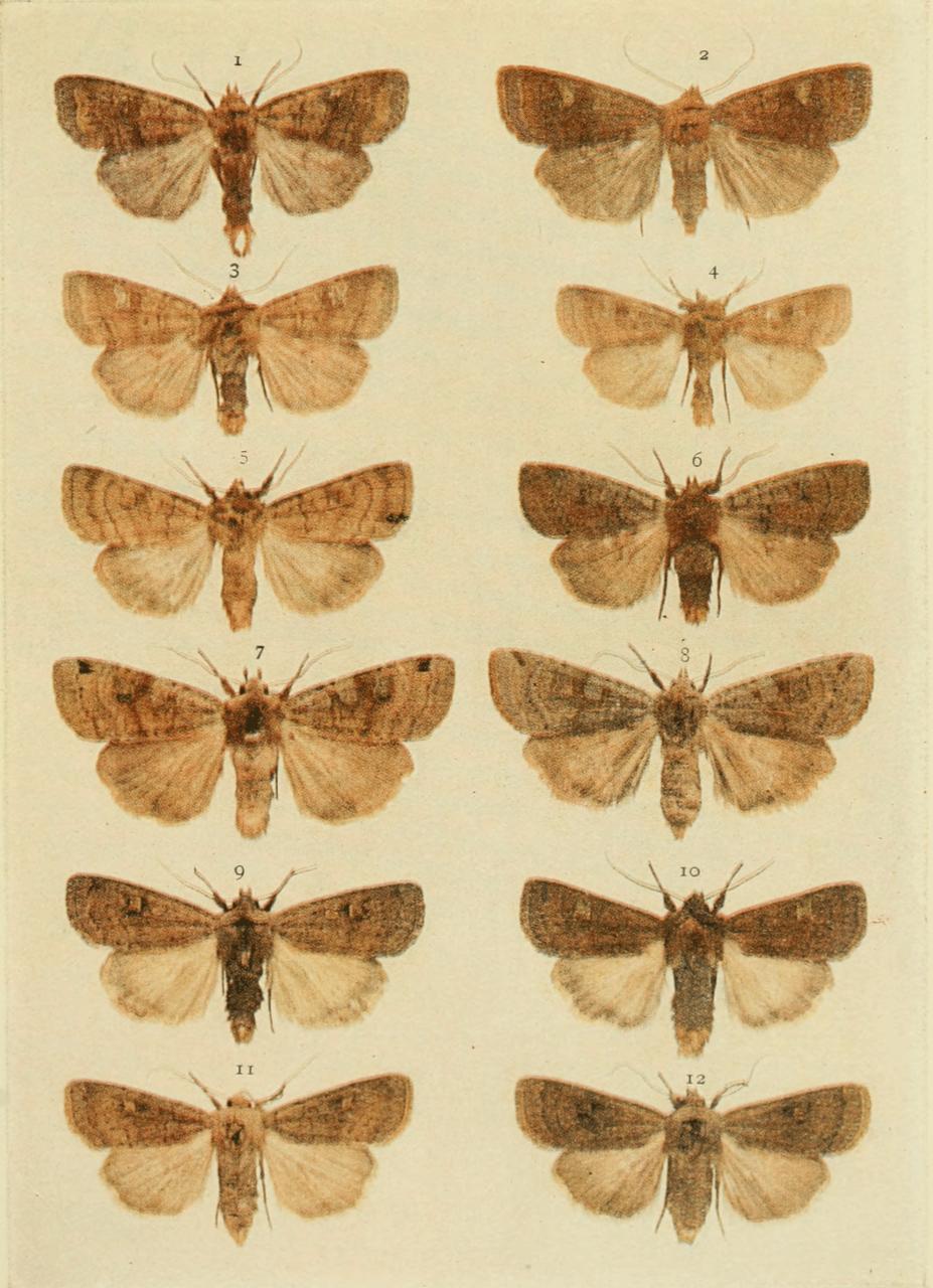 Plate 114