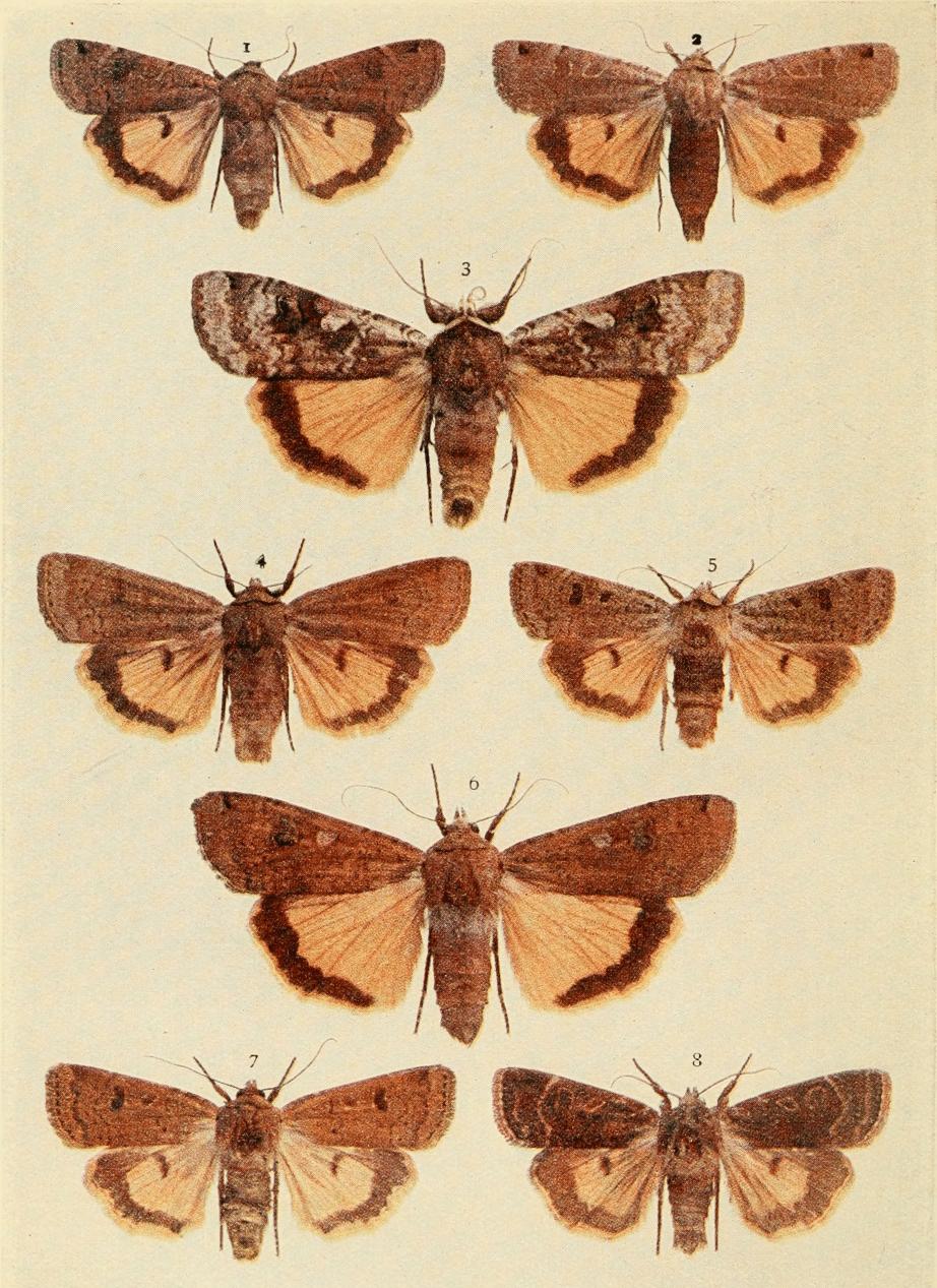 Plate 115