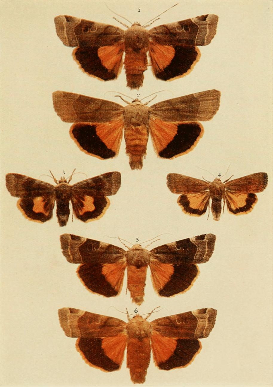 Plate 116
