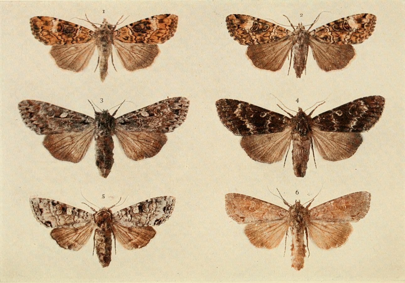 Plate 117