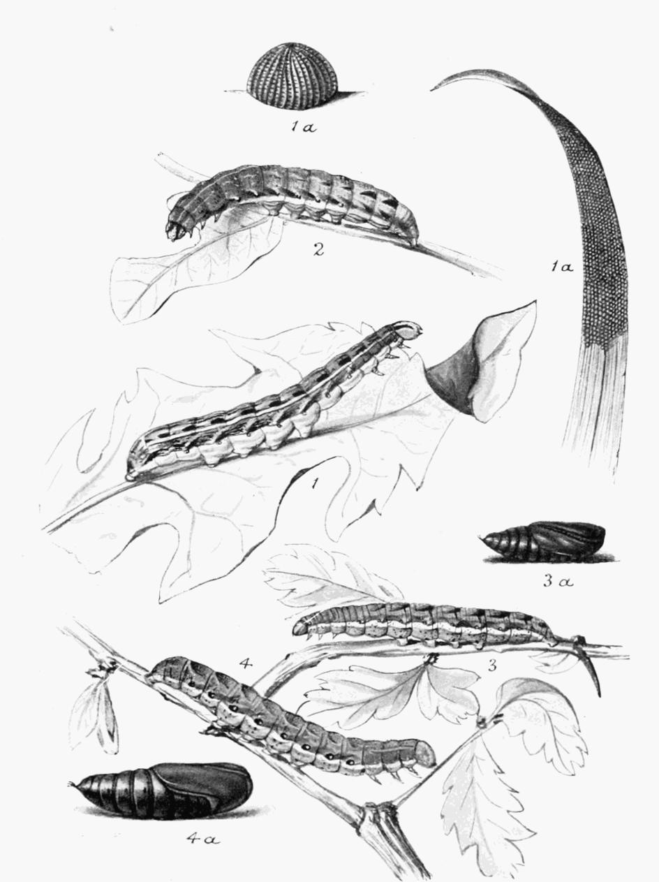 Plate 118