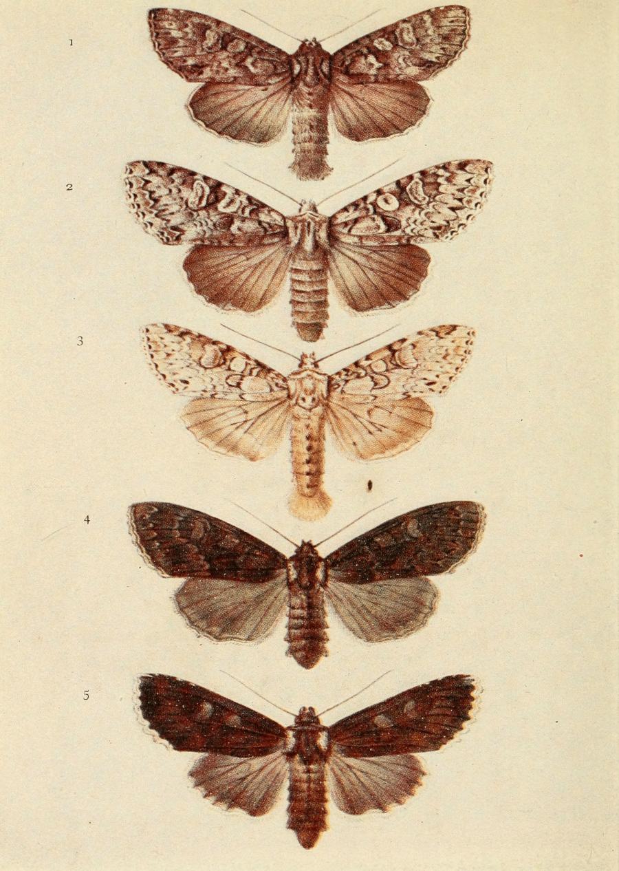 Plate 119