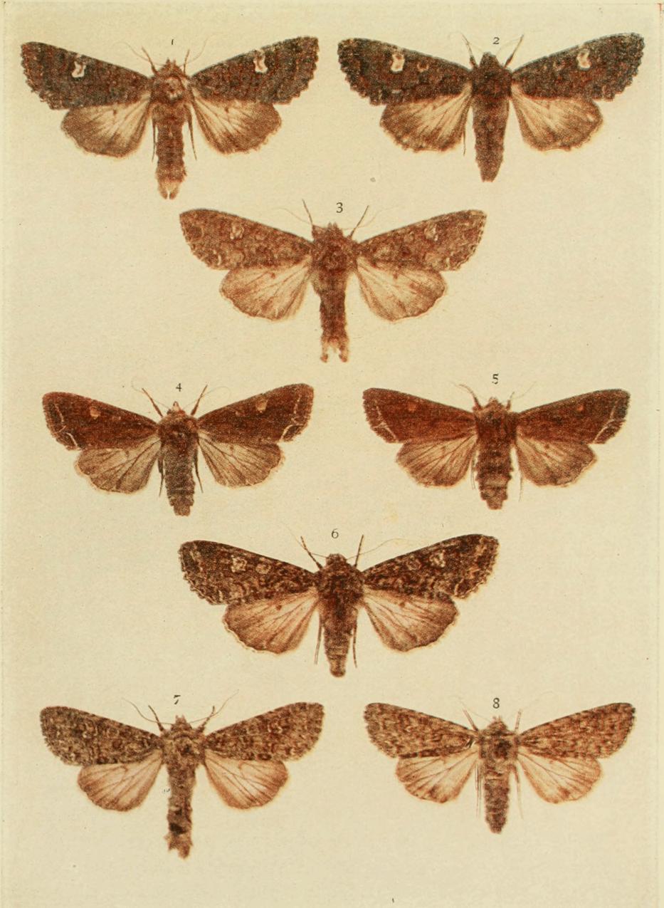 Plate 120