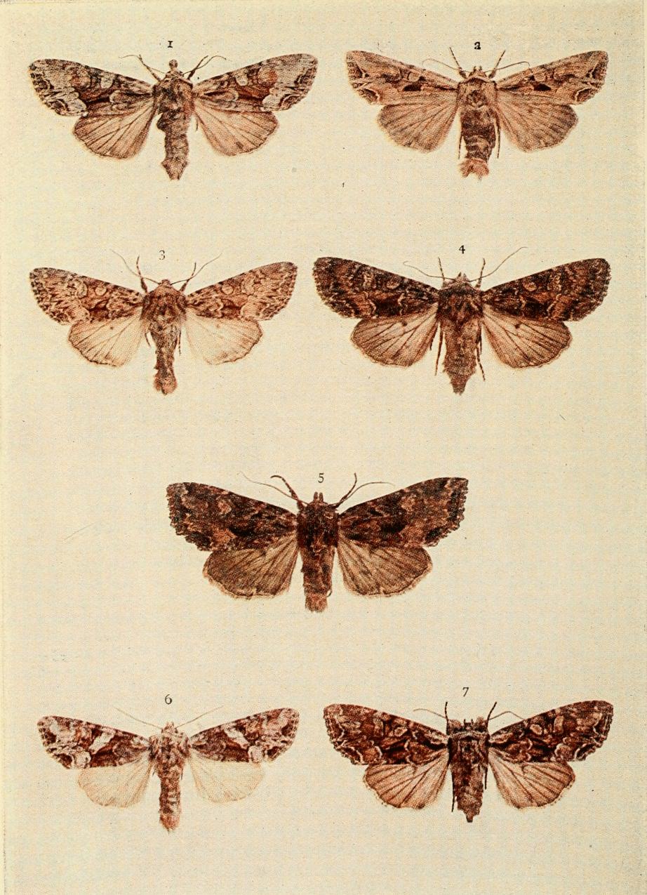 Plate 121