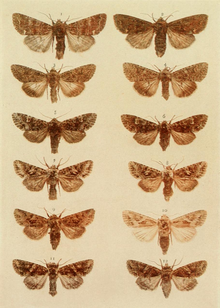 Plate 122