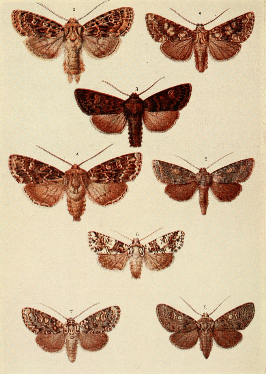 Plate 123