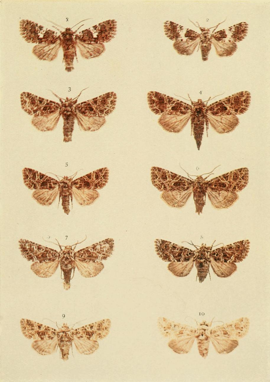 Plate 124