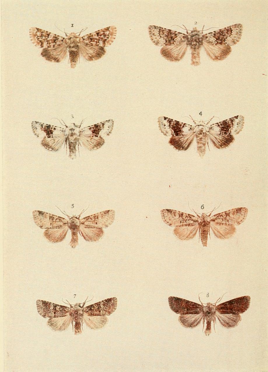 Plate 125