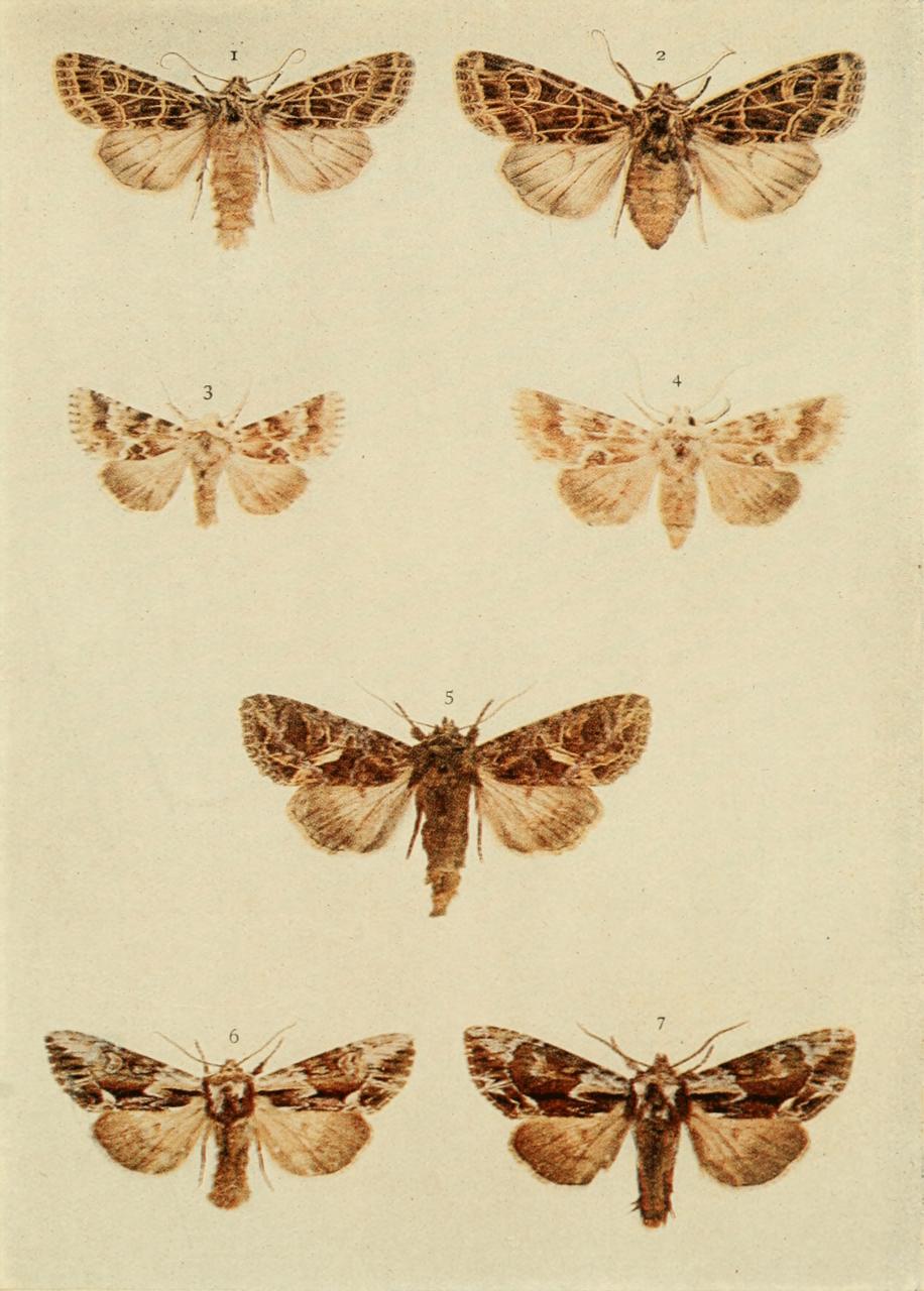 Plate 126