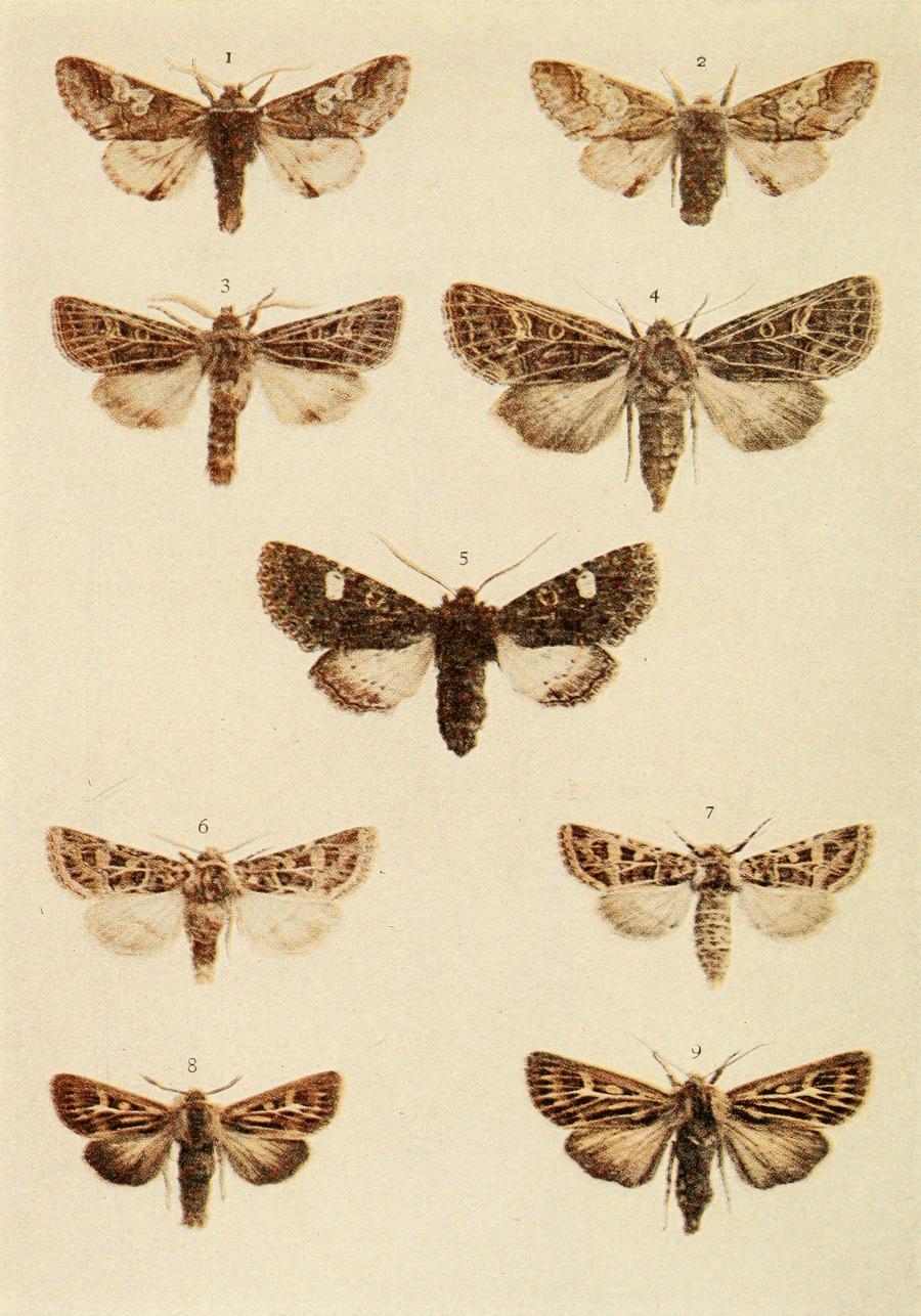 Plate 127
