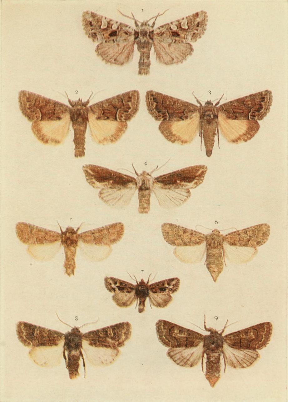 Plate 128