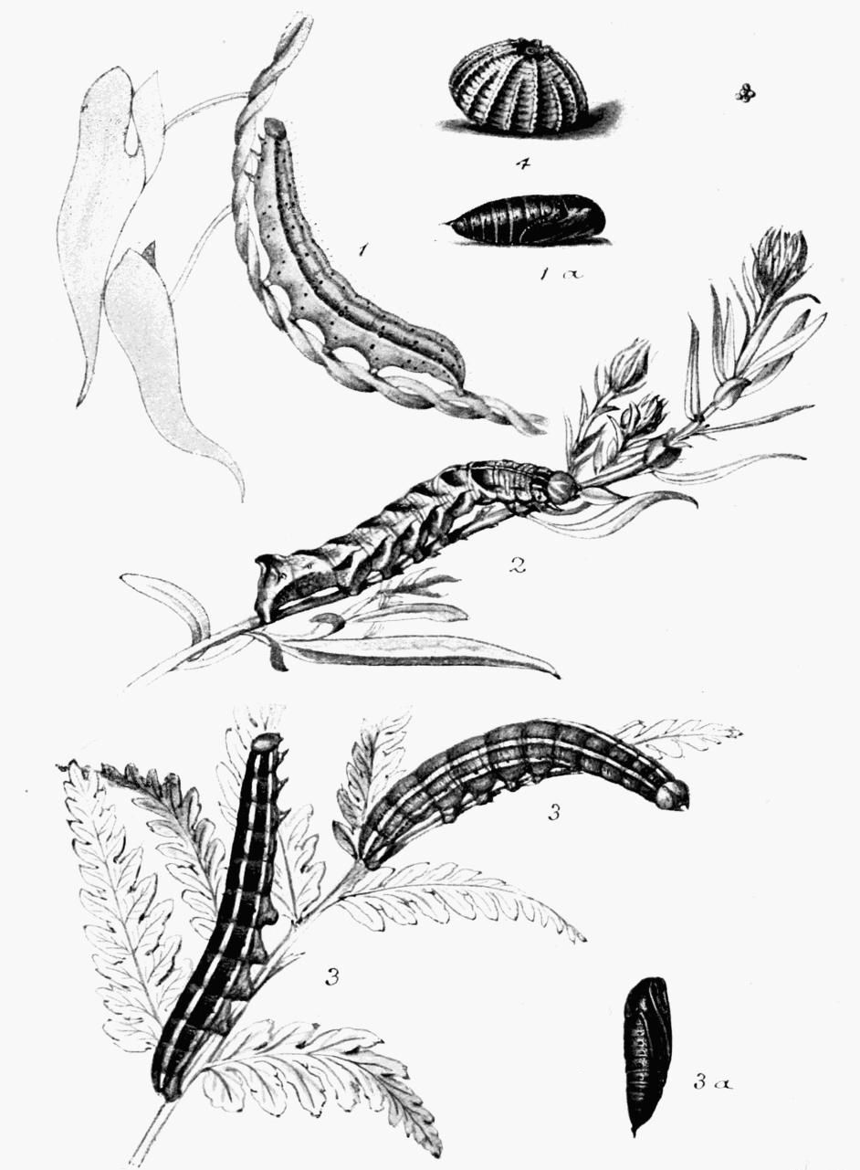 Plate 129