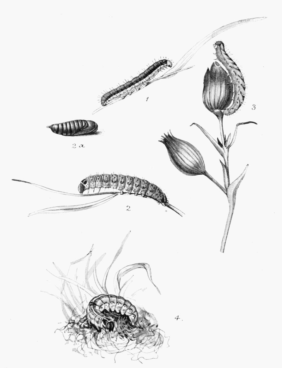Plate 130