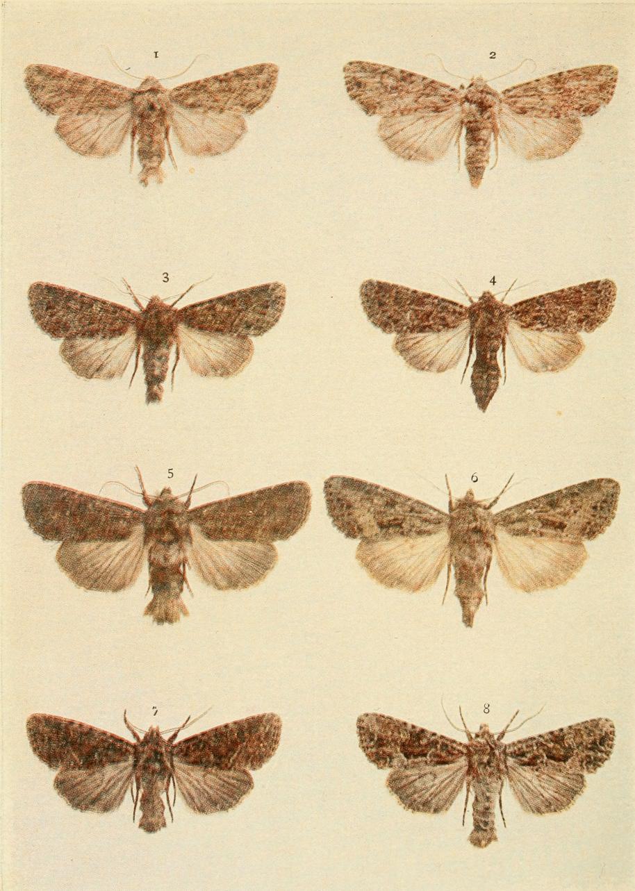 Plate 131