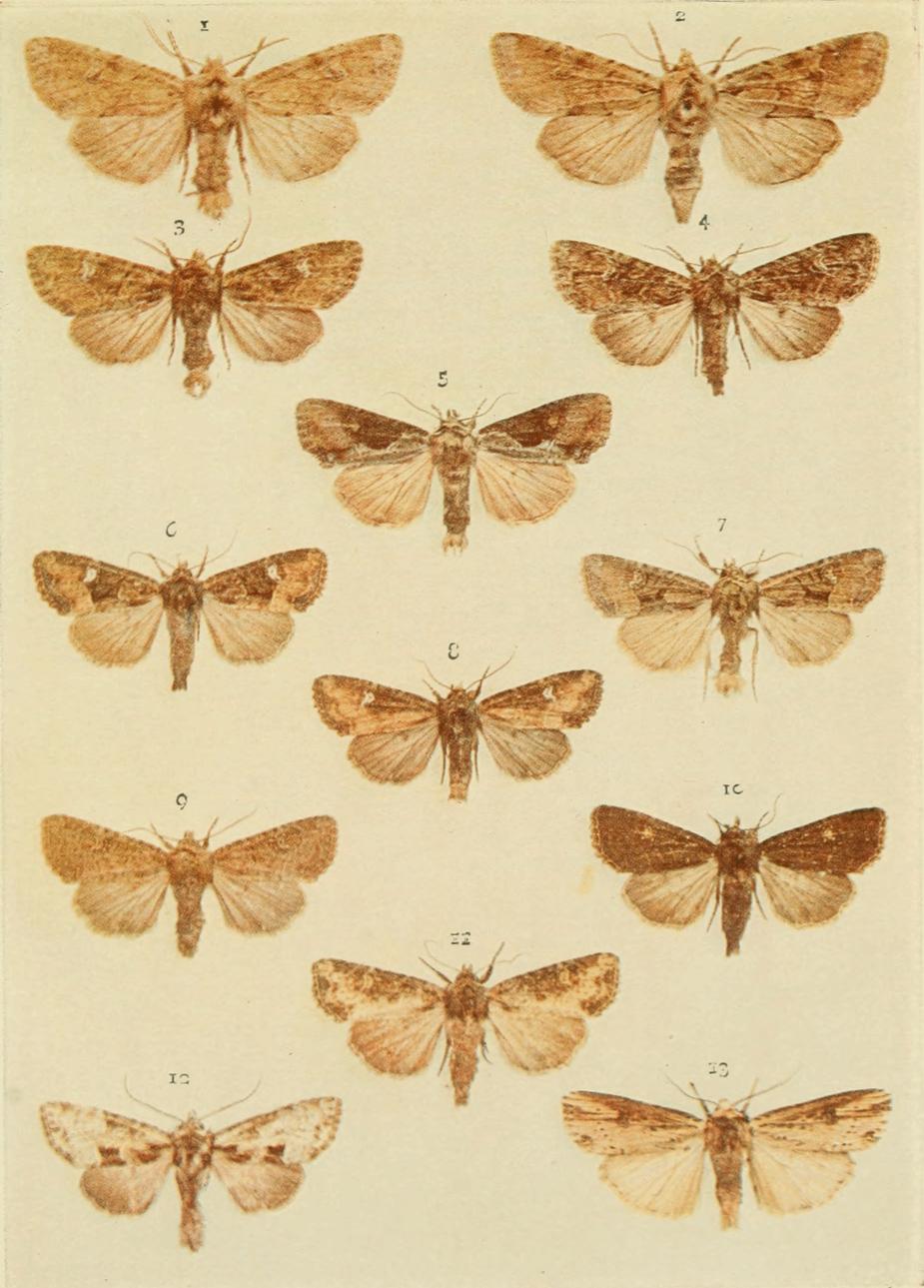 Plate 132