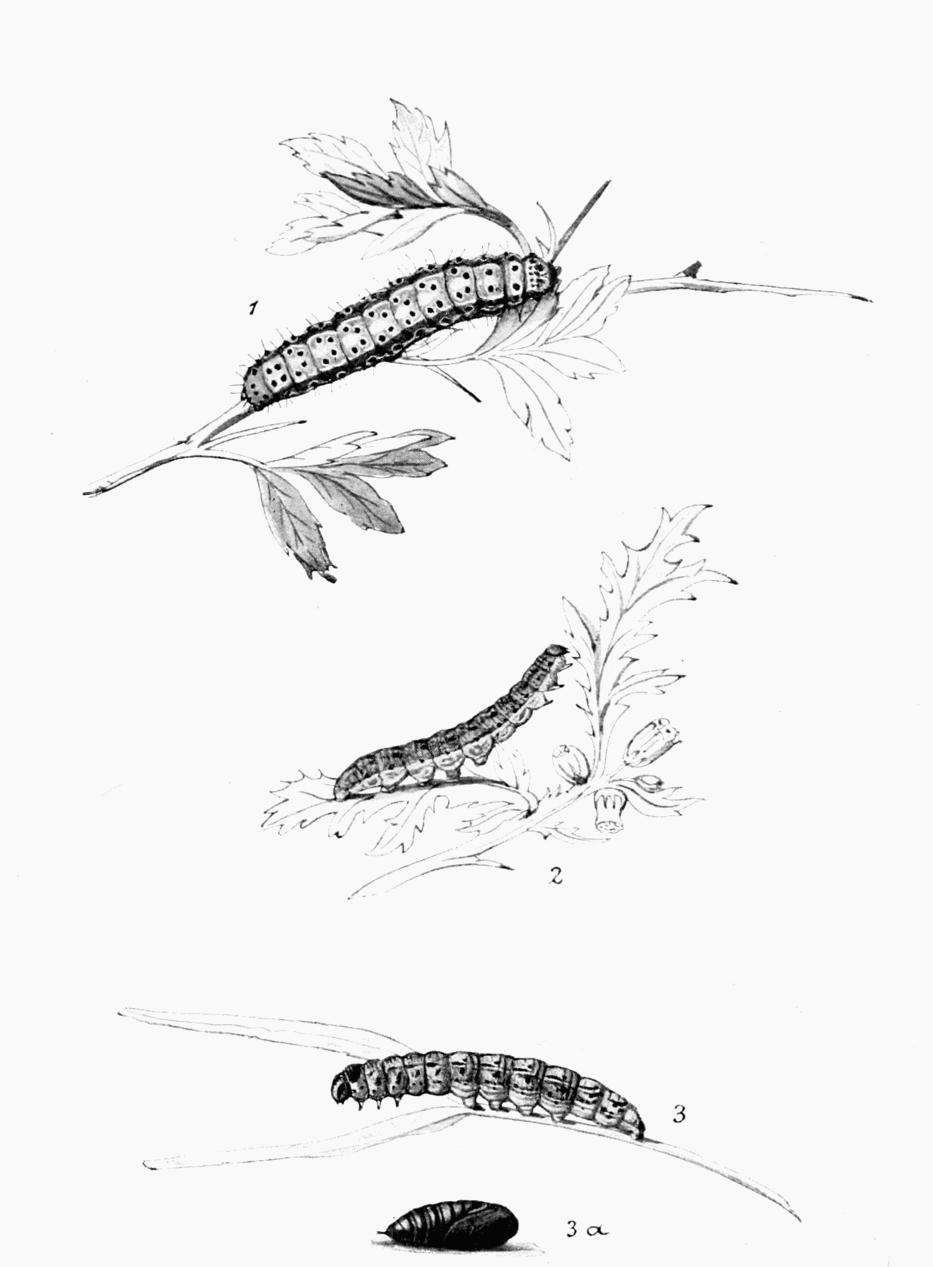 Plate 133