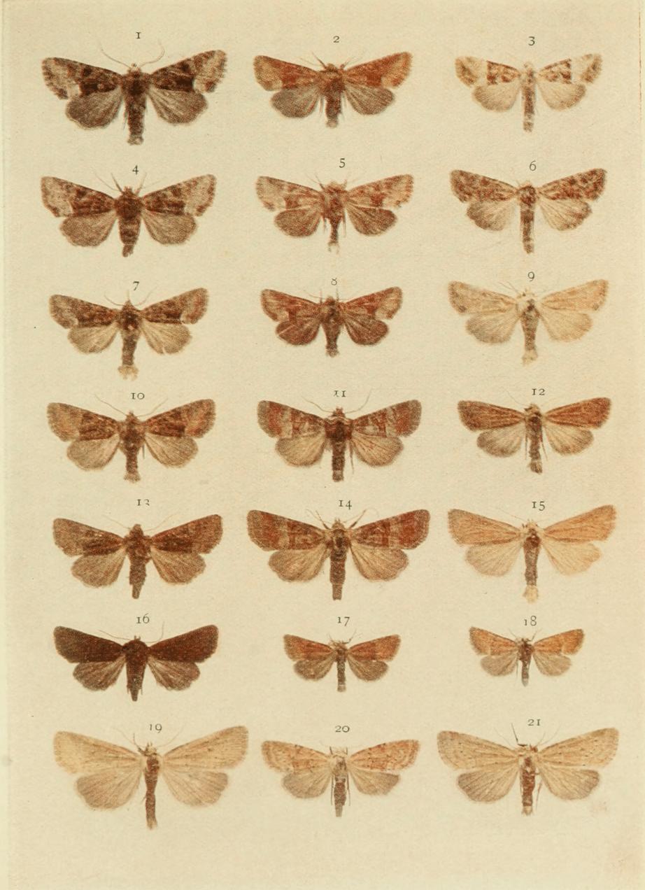Plate 134