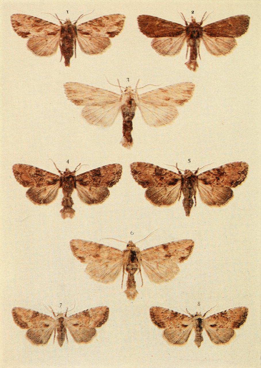 Plate 135