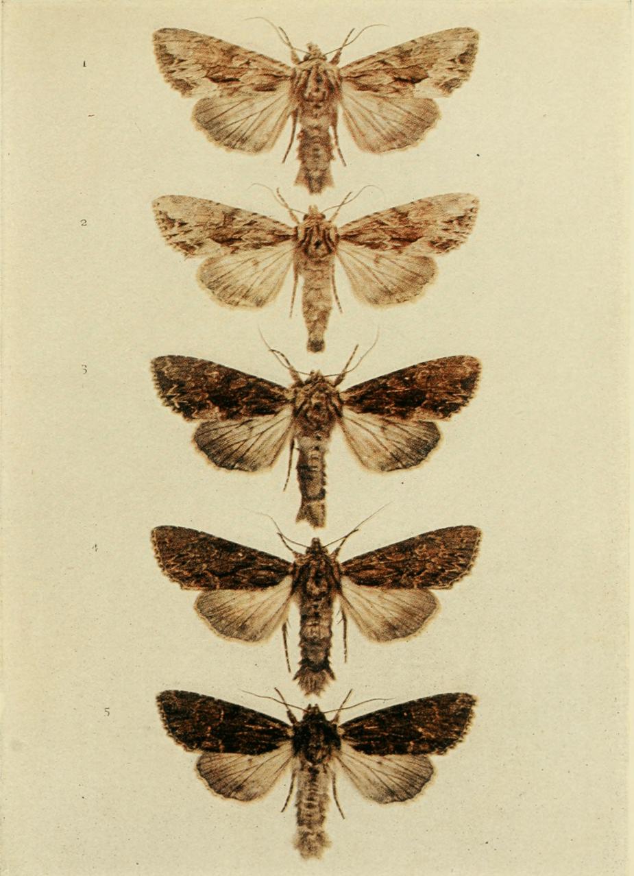 Plate 136