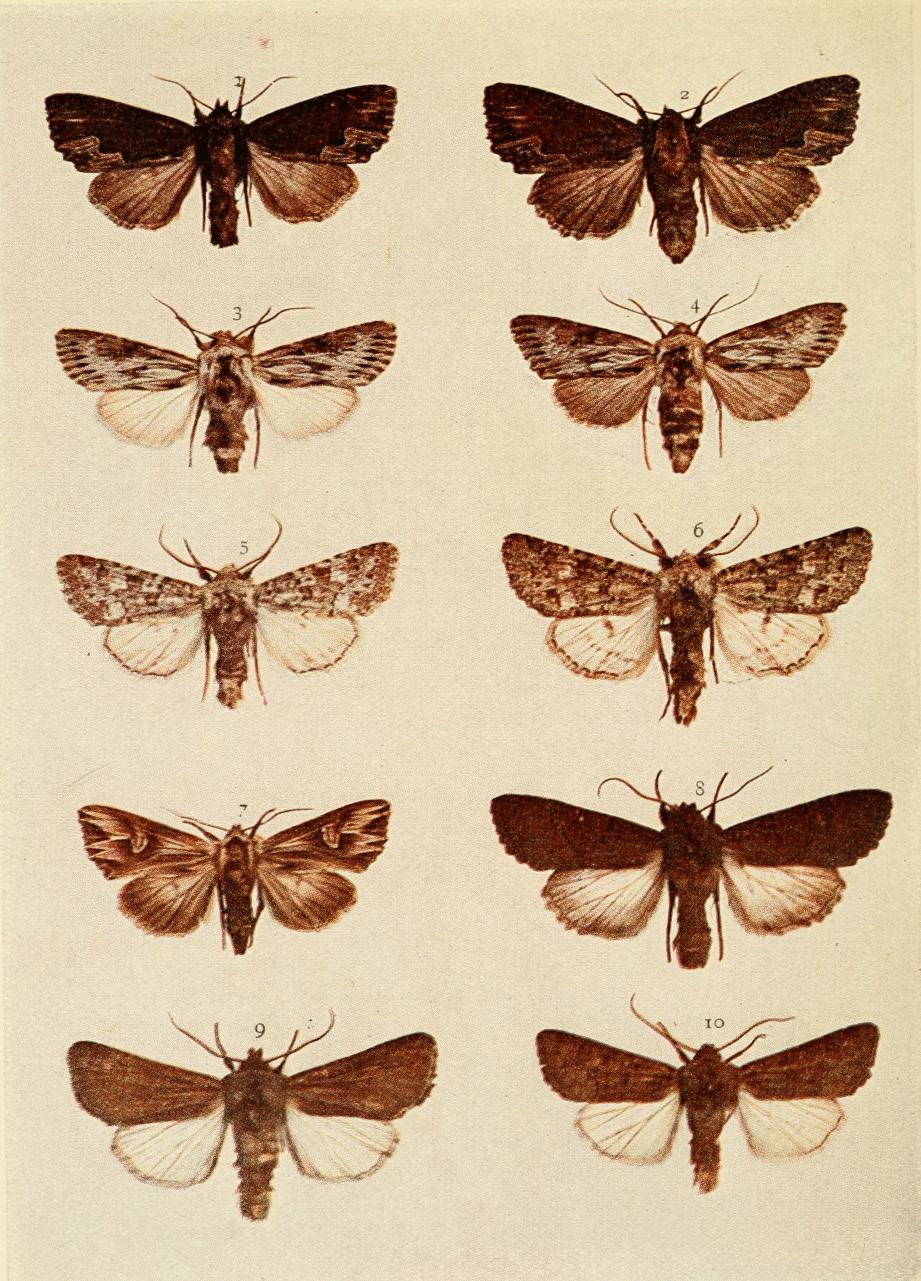 Plate 137