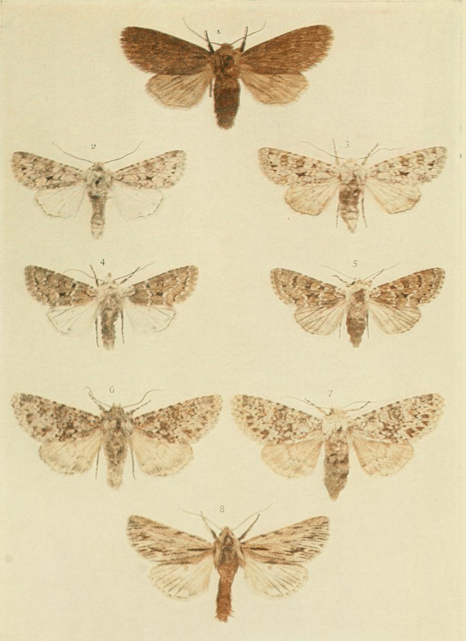 Plate 138
