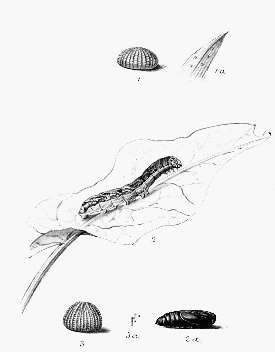 Plate 139